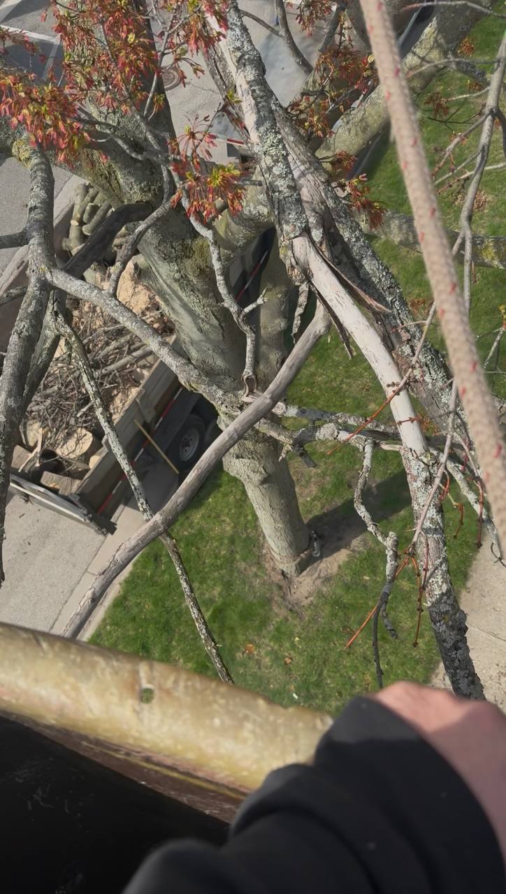 Tree service project